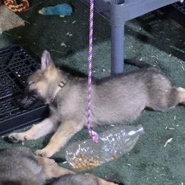 Girl 1 - Sable female German Shepherd puppy in Oconomowoc, Wisconsin from Vom Haus Borchardt GSD Kennels