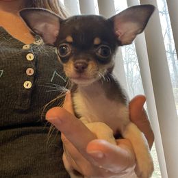 Chihuahua and Dachshund Puppies from Casey's Chihuahuas and Dachshunds