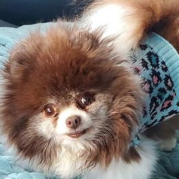 Pomeranians from Diamond Heart Pomeranians
