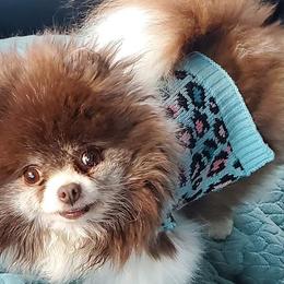 Pomeranians from Diamond Heart Pomeranians