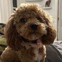 Cali - Poodle