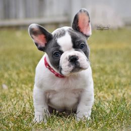 French Bulldog Puppies from Bullish Pride