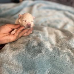 Pebbles - Cream female Pomeranian puppy in Denver, Colorado from Bubble Dream Poms