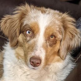 Gwen - Miniature American Shepherd