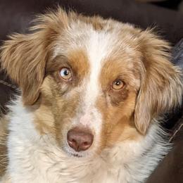 Gwen - Miniature American Shepherd