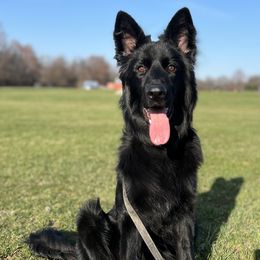German Shepherd Puppies from Fancy GSDs