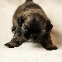 Shih Tzu Puppies from Good Lil Shih Tzu