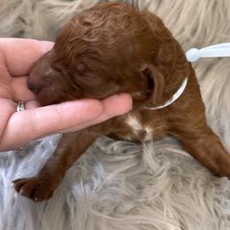 Rocket - Red  male Poodle puppy in Osyka, Mississippi from Southern Sunshine Standards