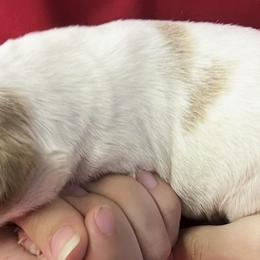 Krystal girl 4 - Orange and white female Brittany puppy in Floyd Knobs, Indiana from Cross Creek Brittanys