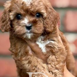 Australian Labradoodles, Bernedoodles, Cavapoos, and Poodles from The Poodle Co. Raising Doodles & Poodles