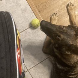 Amara  - German Shepherd