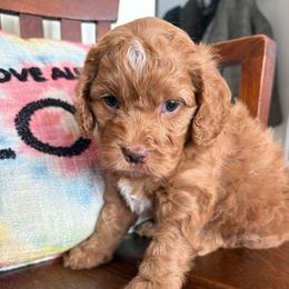 Cozy - Red and white female Cockapoo puppy in Carlotta, California from Lost Coast Bernese Mountain Dogs