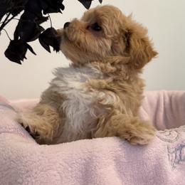 Maltese and Maltipoo Puppies from Julie Tremblay