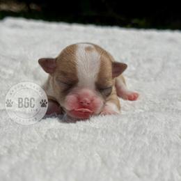 Poppy - Fawn female Chihuahua puppy in Forsyth, Georgia from Brooks Grove Canines LLC