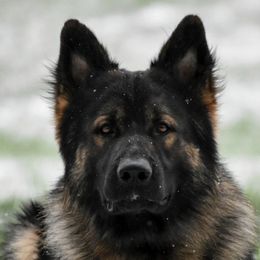 Grimmr - German Shepherd