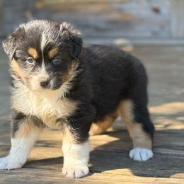 River - Black tri-color female Australian Shepherd puppy in Statesville, North Carolina from Charming Australian Shepherds