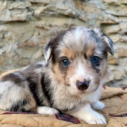 Finn - Blue merle and white male American Corgi puppy in Mount Nebo, West Virginia from Summersville Corgis of Groves Farm