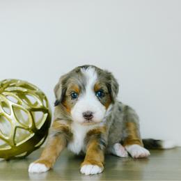 Sarah - female Australian Mountain Doodle puppy in Spanish Fork, Utah from K Brand Doodles