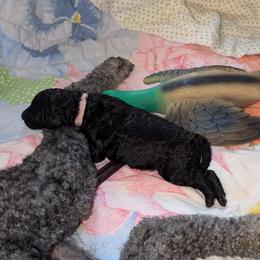 Eggchan - Blue female Poodle puppy in Killingly, Connecticut from Isfahel Kennels