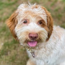 Olive - Australian Labradoodle