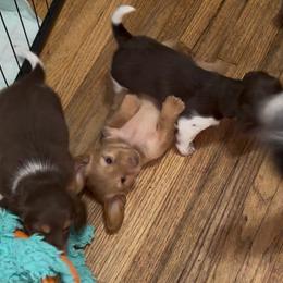 Mochi - Red male Dachshund puppy in Erie, Michigan from Champagne’s Grinch Toe’d Dachshunds