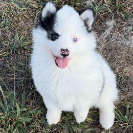 Bandit - Black and white male Pomsky puppy in Mc Minnville, Oregon from West Coast Pomskies