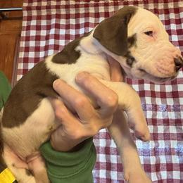 Meringue - Chocolate and white female Great Dane puppy in Wellsville, New York from Prophecy Danes
