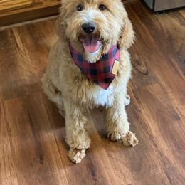 "Chester " Goldendoodle and Yorkshire Terrier All Grown Up from Hocking's Precious Paws