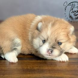 Mable - Orange sable female Pomeranian puppy in Fultonville, New York from Sandy Aussies & Pomeranians