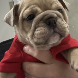 Blue Fawn Boy - Blue tri-color male Bulldog puppy in Alexandria, Virginia from Stacey D’s Bulldogs