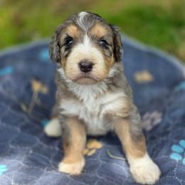 Nutmeg - Merle female Bernedoodle puppy in Shelton, Washington from NW Bernedoodles of Washington