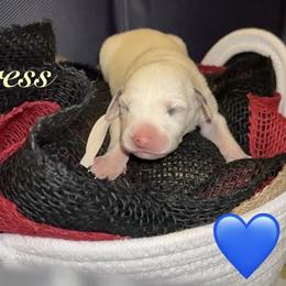 Cypress - White and black male Dalmatian puppy in Des Moines, Iowa from Spot Splattered Dalmatians