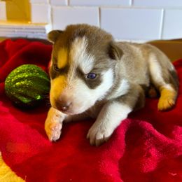 Siberian Husky Puppies from Hito's Huskies