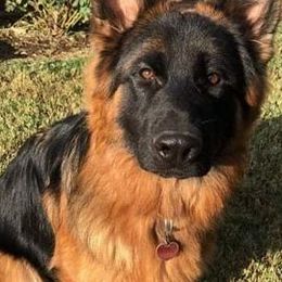 German Shepherds from Vom Holtzinger German Shepherds