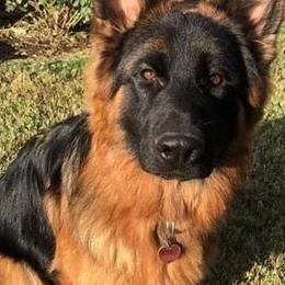 German Shepherds from Vom Holtzinger German Shepherds