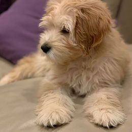 Goldendoodle Puppies from Lakeshore Doodles