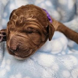 PEANUT - Red  male Goldendoodle puppy in Harris County, Texas from Cute & Curly Doodles