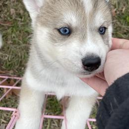 Pomsky Puppies from JsPomskies