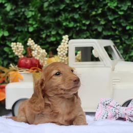 Saffron - Red female Dachshund puppy in Woodbine, Georgia from Bowdachs Miniatures