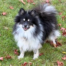 AKC Pixie - Black Tri - Roan Colored - Tri-colored female Pomeranian puppy in Douglas, Massachusetts from Country Oak Poms LLC