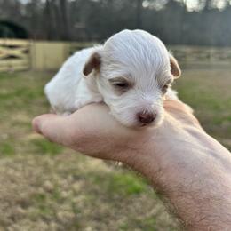 White Collar - Gold female Havapoo puppy in Powder Springs, Georgia from West Cobb Dogs