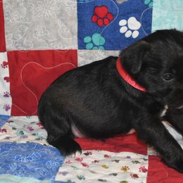 Miniature Schnauzer Puppies from Tandy Phillips's Miniature Schnauzers
