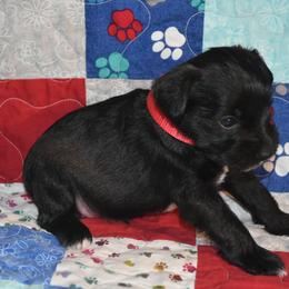 Miniature Schnauzer Puppies from Tandy Phillips's Miniature Schnauzers