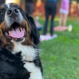 Bernese Mountain Dogs from Sol Meadows Bernese