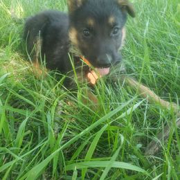 Demeter.   Orange - Black and red German Shepherd puppy in Mccool Junction, Nebraska from Sininger Lagoon