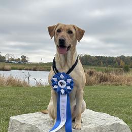 English Cocker Spaniels and Labrador Retrievers from Three Point Play