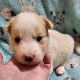 Blonde boy 1 - Gold male Border Collie puppy in Springtown, Texas from CRL Farms