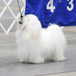 Coton de Tulear and Pembroke Welsh Corgi All Grown Up from Marnac
