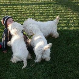 West Highland White Terrier Puppies from Twin Oaks Westies