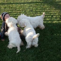 West Highland White Terrier Puppies from Twin Oaks Westies